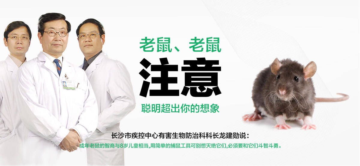 老鼠聰明超出你想象。