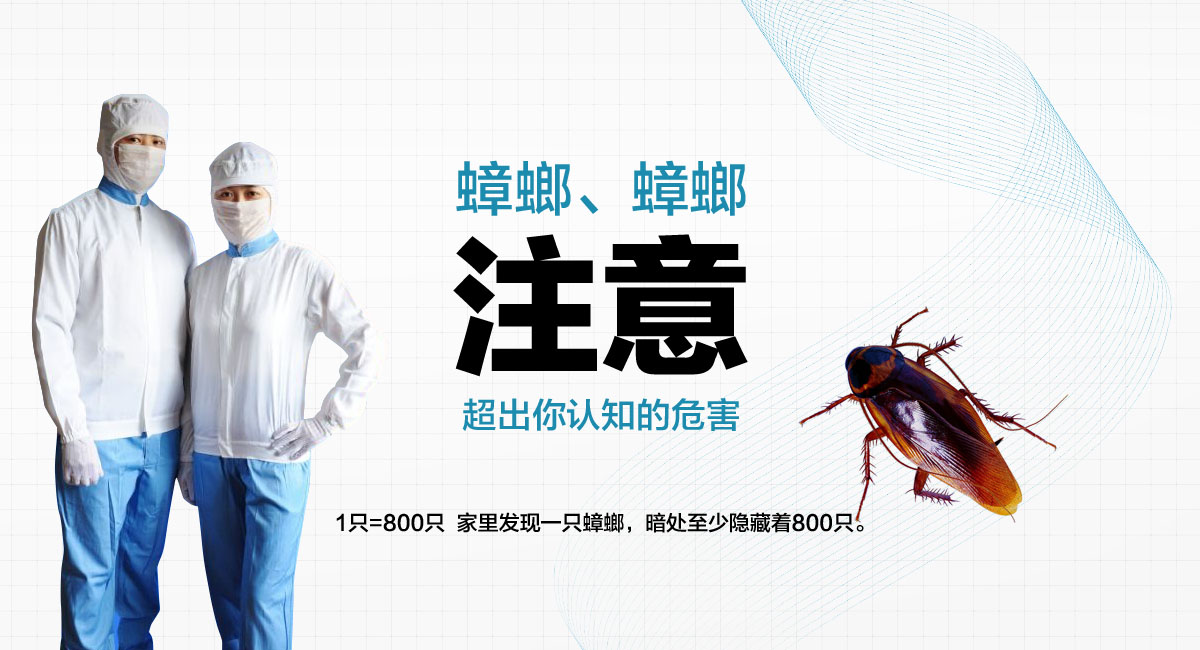1只=800只 家里發(fā)現(xiàn)一只蟑螂，暗處至少隱藏著800只。